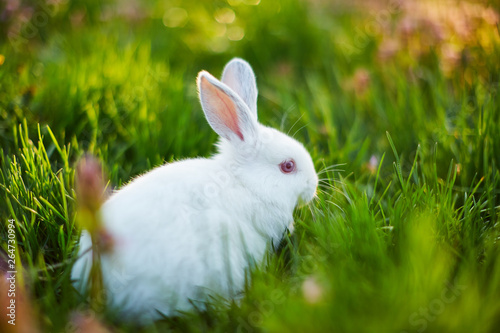 Funny baby white rabbit in green grass
