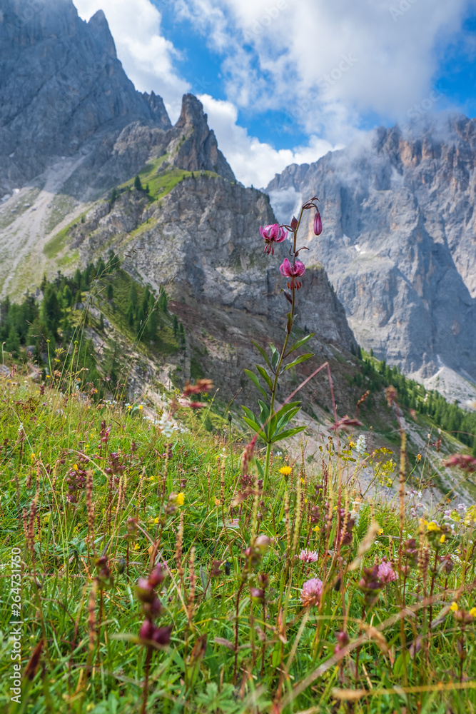 Alps meadow with a beautiful wildflowers