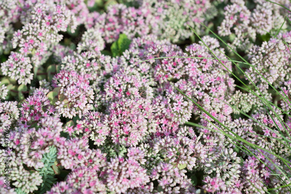 Flower Sedum spurium grows in the garden