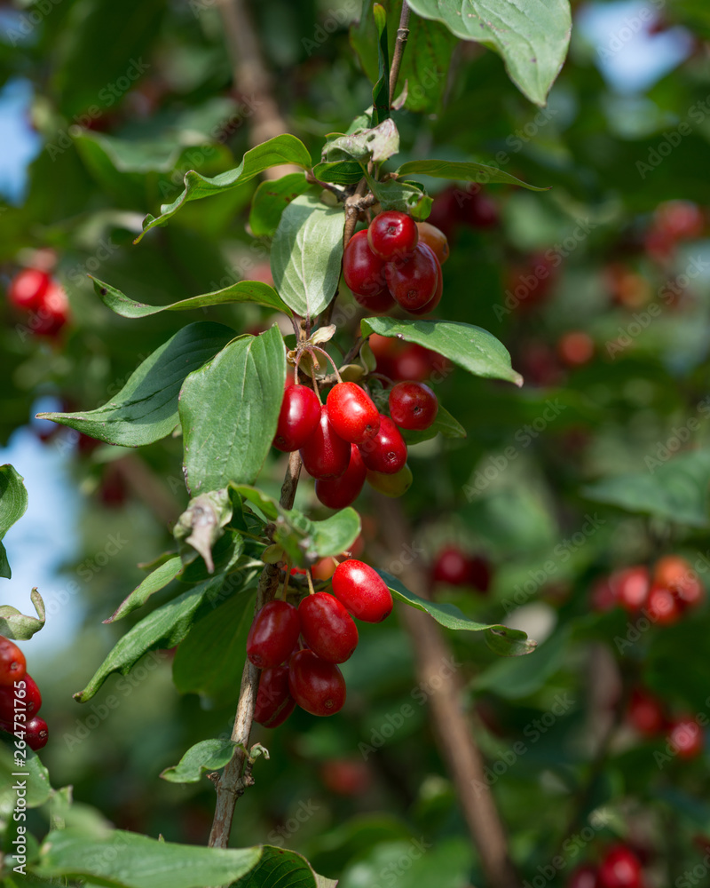 Red dogwood fruit on the tree Red dogwood fruit on the tree