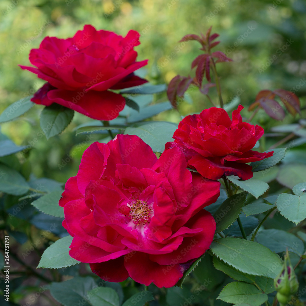 Red roses bloom in the garden in summer Red roses bloom in the garden in summer