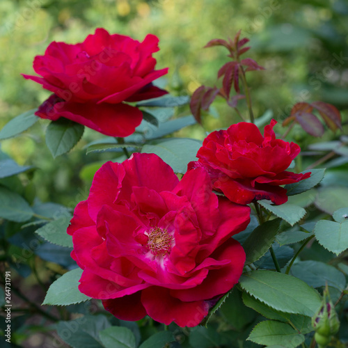 Red roses bloom in the garden in summer