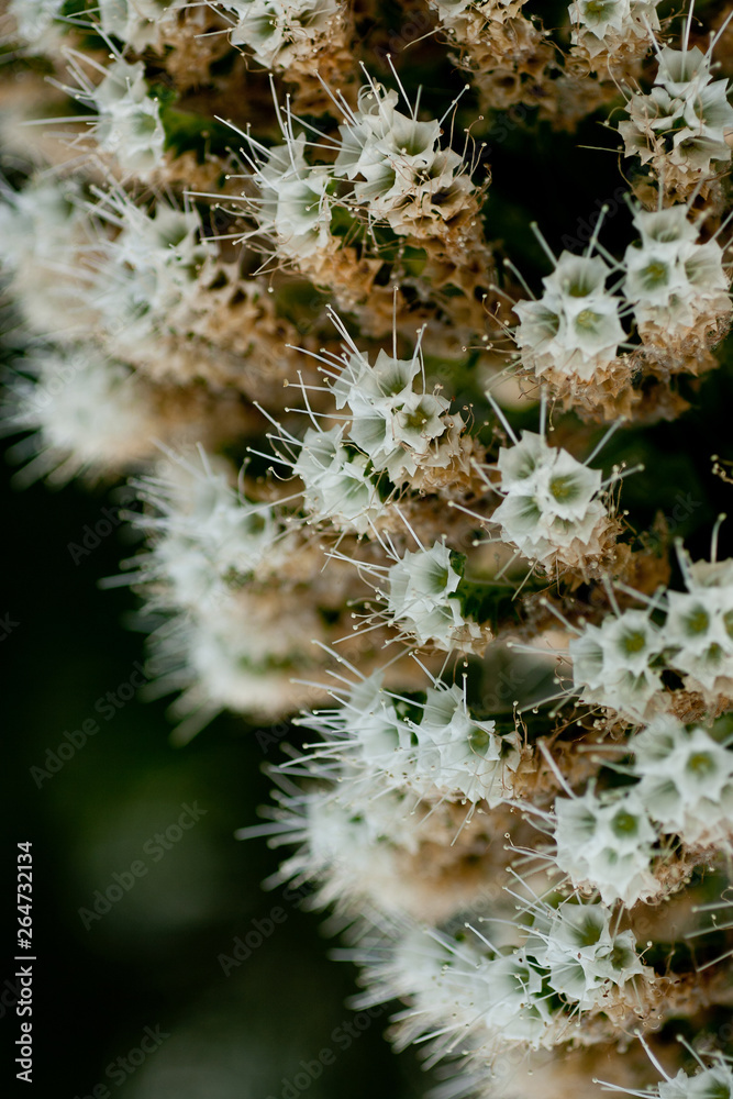 A green cactus with sharp thorns, succulent plants. A green cactus with sharp thorns, succulent plants.