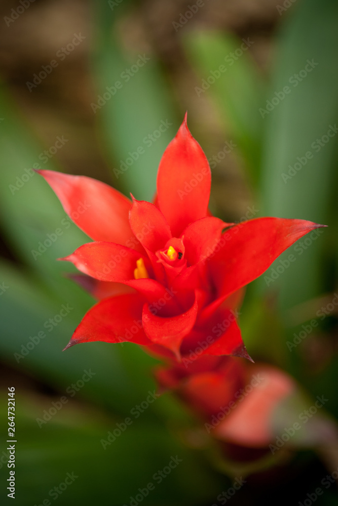 Bromelia. A green cactus with sharp thorns, succulent plants. Bromelia. A green cactus with sharp thorns, succulent plants.
