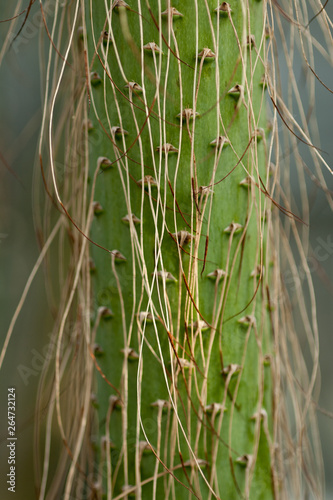 A green cactus with sharp thorns  succulent plants.