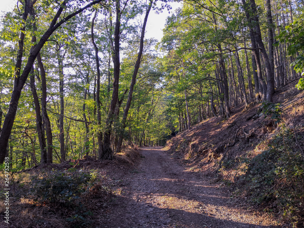Fototapeta premium forêt