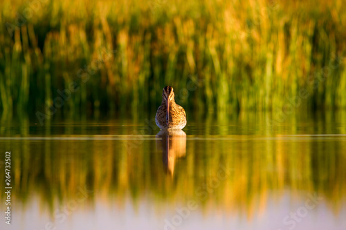 Lake and bird. Natural background. Green, yellow lake background. Water reflection. Bird: Common Snipe. Gallinago gallinago. photo