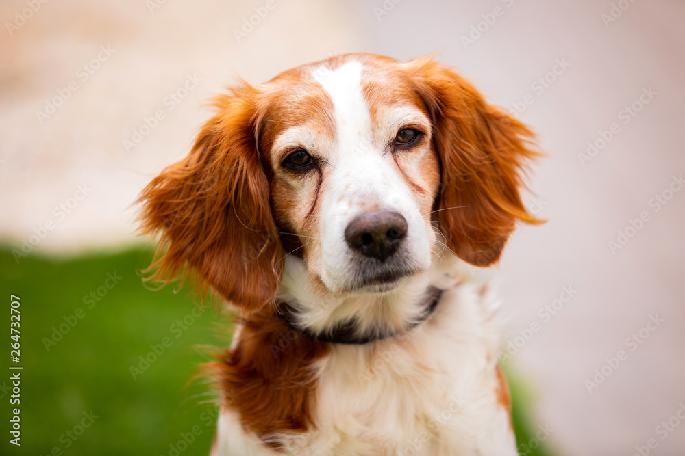 Beautiful portrait of a white and brown dog