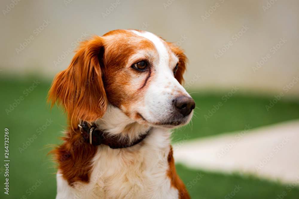 Beautiful portrait of a white and brown dog