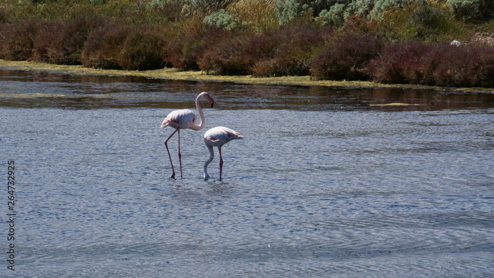 Sardinian Flamingos