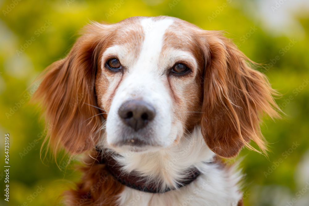 Beautiful portrait of a white and brown dog Beautiful portrait of a white and brown dog