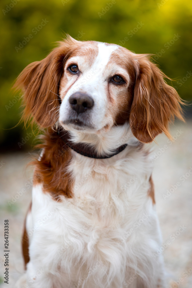 Beautiful portrait of a white and brown dog