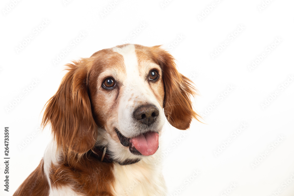Beautiful portraits of a dog