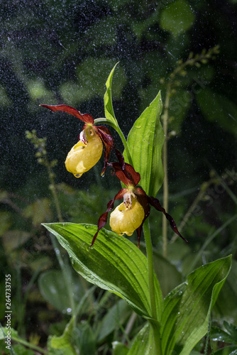 Ladys Slipper Orchid bloom in the pouring rain like snowing. Blossom and water drops like snow. Yellow with red petals blooming flower in natural environment. Lady Slipper, Cypripedium calceolus.