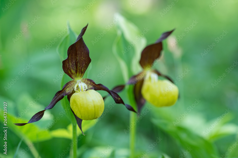Obraz premium Lady's Slipper Orchid flower. Yellow with red petals blooming flower in natural environment. Lady Slipper blossom bloom. Cypripedium calceolus.