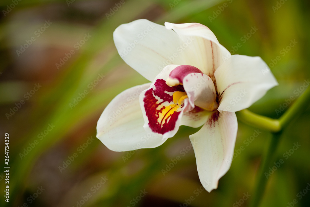 Purple mottled and spotted orchid stem. Lilac flower bloom branch. Orchidaceae blooming blossom focus stack on isolated white background Purple mottled and spotted orchid stem. Lilac flower bloom branch. Orchidaceae blooming blossom focus stack on isolated white background