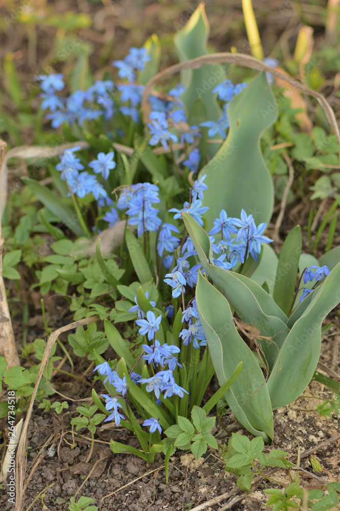Fototapeta premium flowers blue snowdrops in the garden