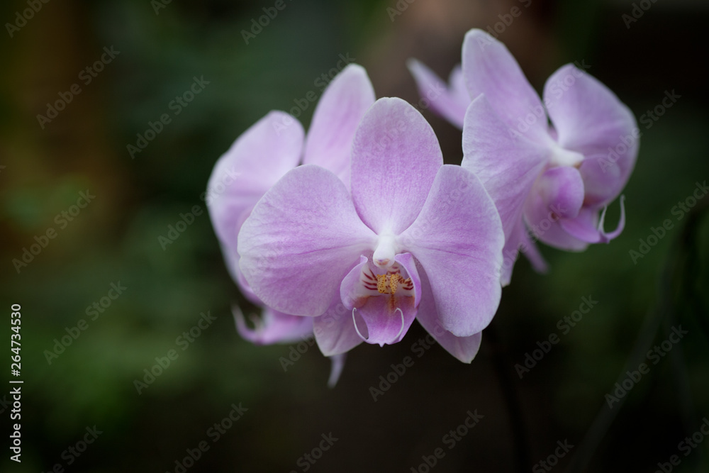 Purple mottled and spotted orchid stem. Lilac flower bloom branch. Orchidaceae blooming blossom focus stack on isolated white background Purple mottled and spotted orchid stem. Lilac flower bloom branch. Orchidaceae blooming blossom focus stack on isolated white background