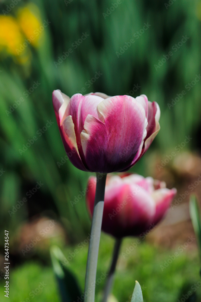 Portrait of pastel pink-white tulip flower in the spring time garden