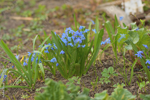 flowers blue snowdrops in the garden