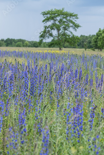 Vipers Bugloss or Blueweed (Echium vulgare) blossom field. Blue blooming flower, natural environment.