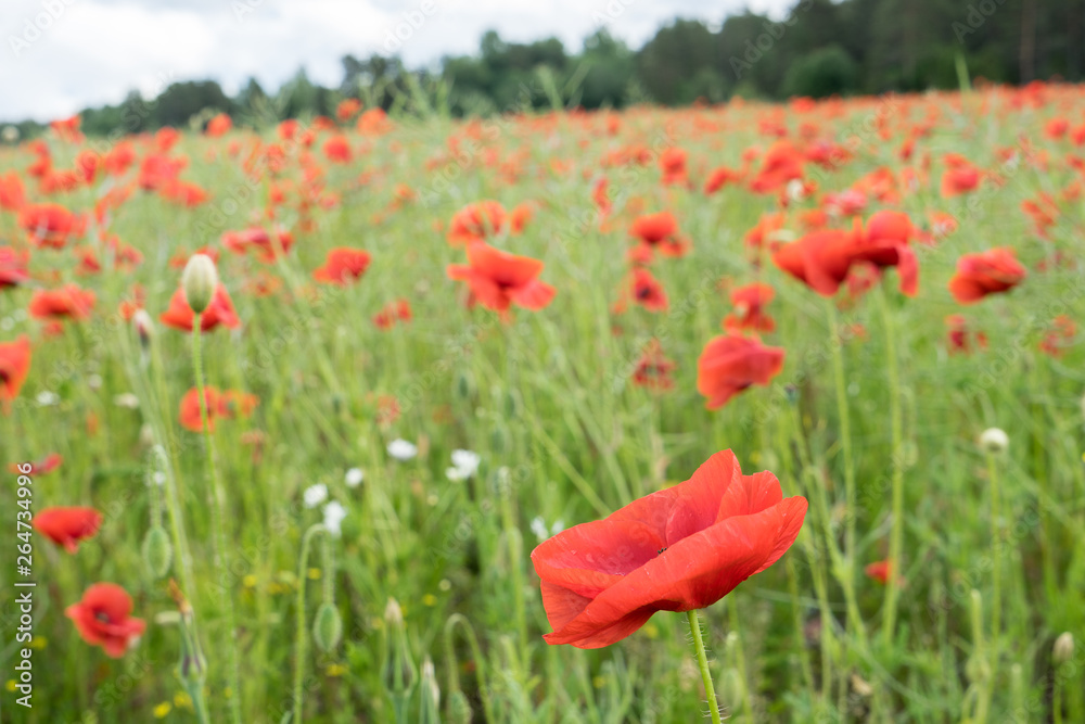 Red long-headed poppy field, blindeyes, Papaver dubium. Flower bloom in a natural environment. Blooming blossom. Red long-headed poppy field, blindeyes, Papaver dubium. Flower bloom in a natural environment. Blooming blossom.