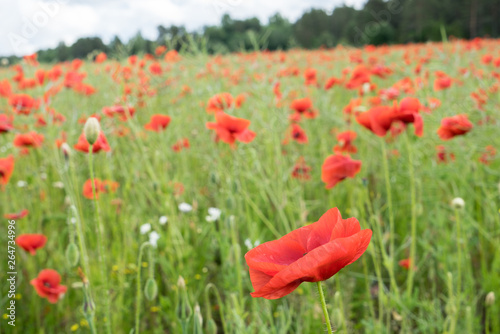 Red long-headed poppy field, blindeyes, Papaver dubium. Flower bloom in a natural environment. Blooming blossom.