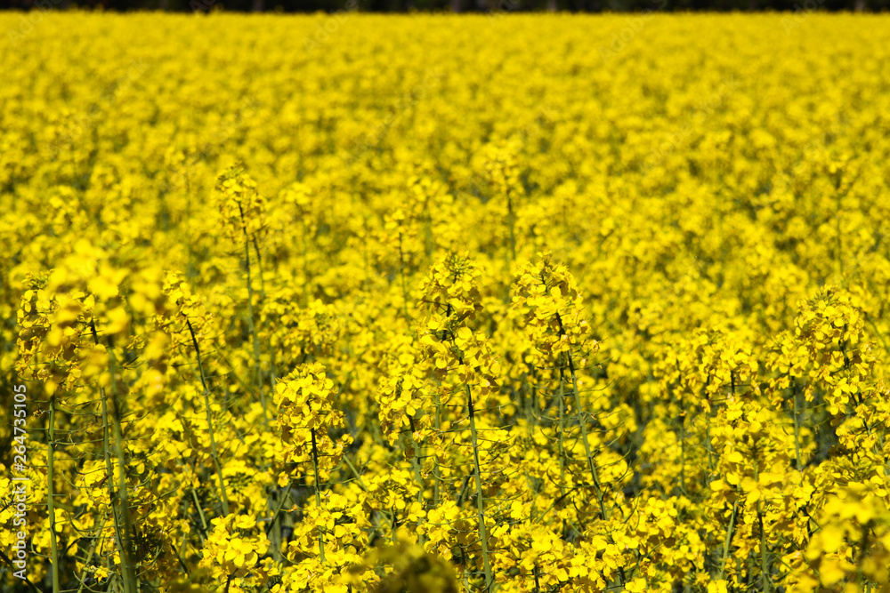 View on yellow endless rape seed field in Netherlands near Roermond View on yellow endless rape seed field in Netherlands near Roermond