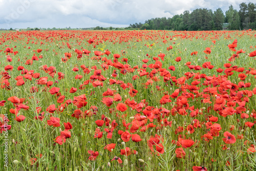 Red long-headed poppy field  blindeyes  Papaver dubium. Flower bloom in a natural environment. Blooming blossom.