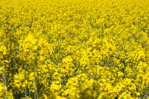 View on yellow endless rape seed field in Netherlands near Roermond © Ralf