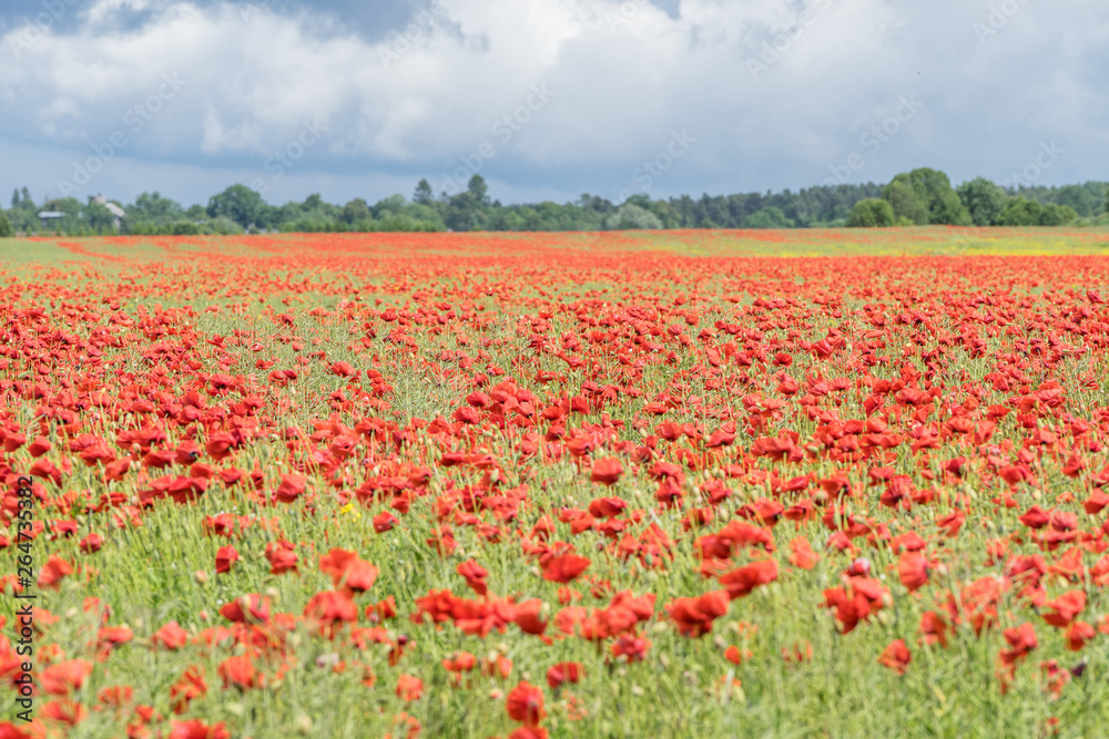 Red long-headed poppy field, blindeyes, Papaver dubium. Flower bloom in a natural environment. Blooming blossom.