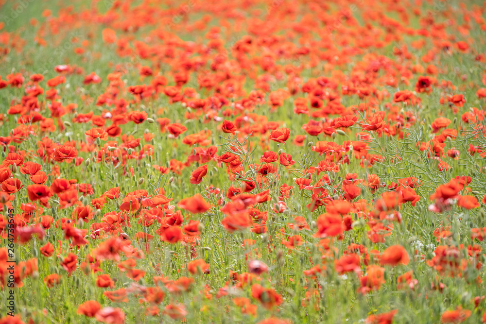 Red long-headed poppy field, blindeyes, Papaver dubium. Flower bloom in a natural environment. Blooming blossom.