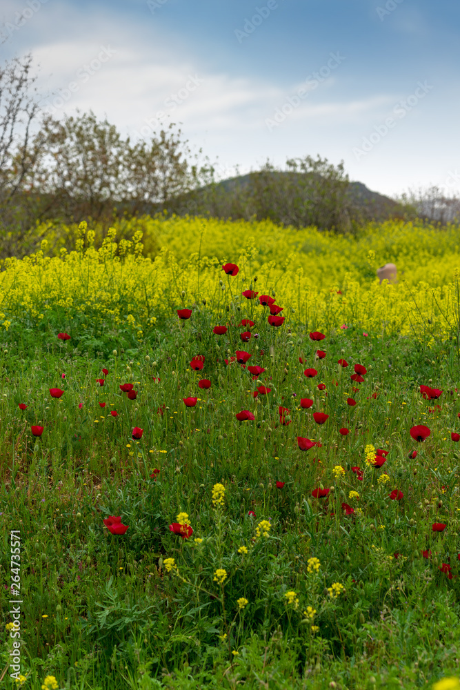 Wonderful poppy field in late may Wonderful poppy field in late may