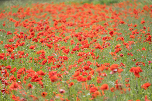 Red long-headed poppy field, blindeyes, Papaver dubium. Flower bloom in a natural environment. Blooming blossom.