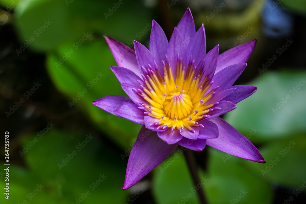 Lotus flower blossom in Sri Lanka
