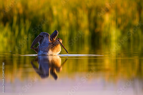 Lake and bird. Natural background. Green, yellow lake background. Water reflection. Bird: Common Snipe. Gallinago gallinago. photo