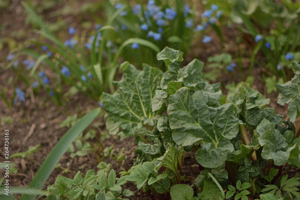 rhubarb leaves in the garden rhubarb leaves in the garden