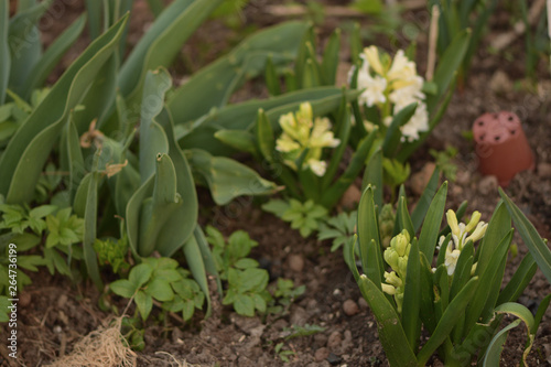 white hyacinth flowers in the garden