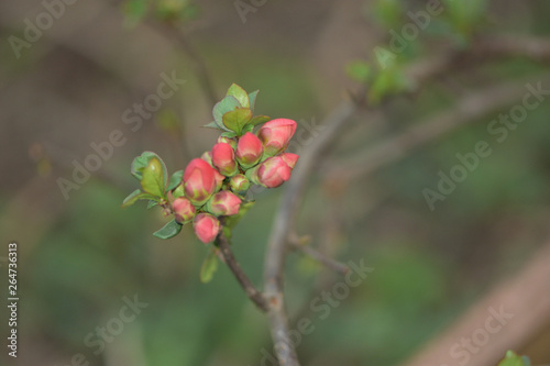 apple tree branch with buds close up