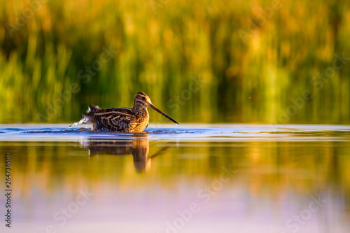 Lake and bird. Natural background. Green, yellow lake background. Water reflection. Bird: Common Snipe. Gallinago gallinago. photo