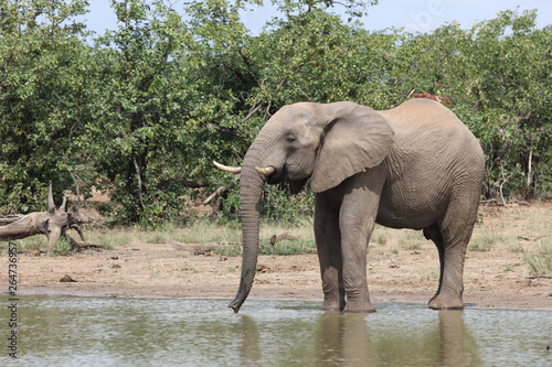 Afrikanischer Elefant / African elephant / Loxodonta africana