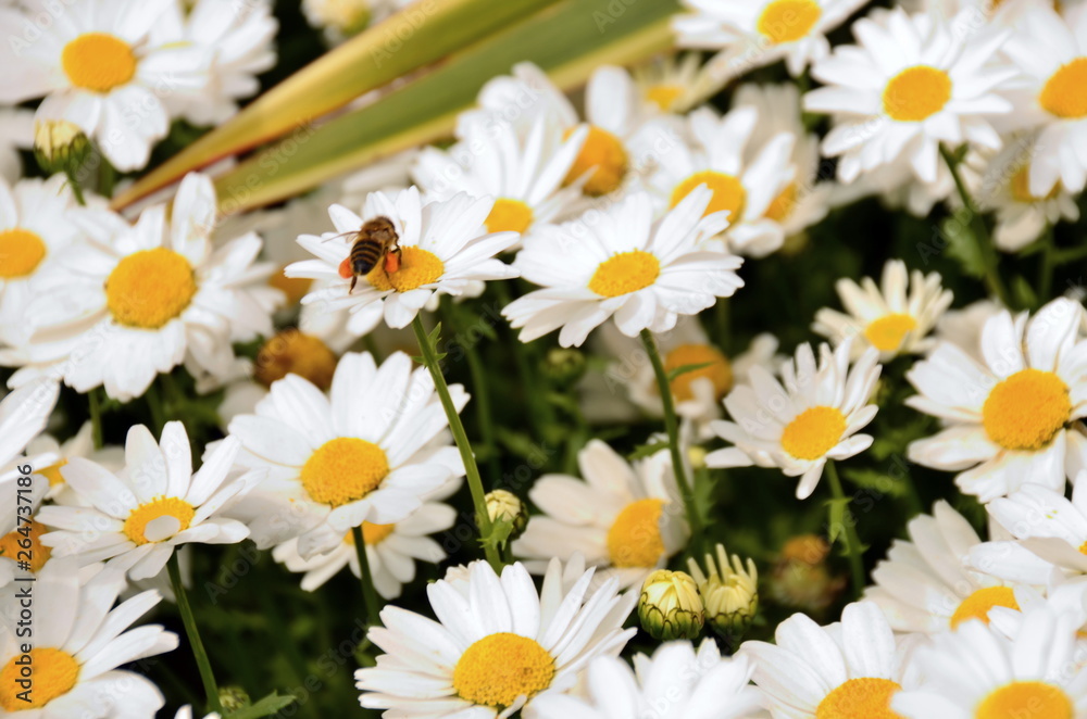 field of daisies field of daisies