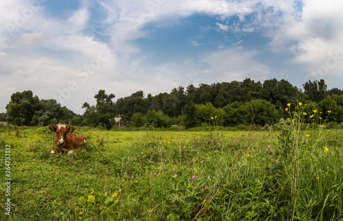 Field flowers and fresh grass blooming over background of a cow lying on grass and a country house near a thick forest. A peaceful countryside scene under blue cloudy sky, selective focus. © Stockeee