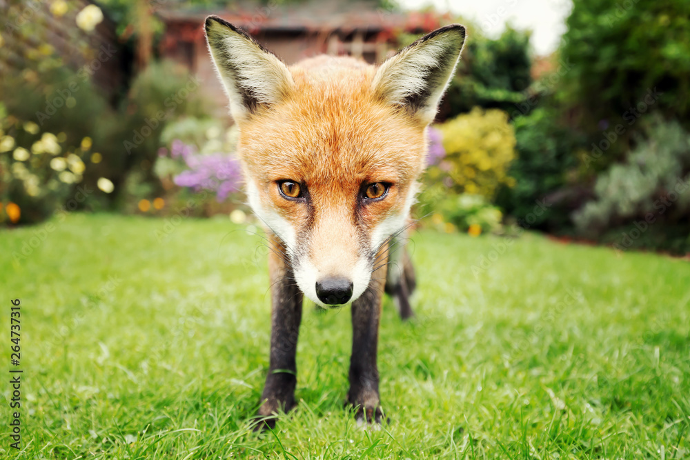 Close up of a red fox in the garden in summer