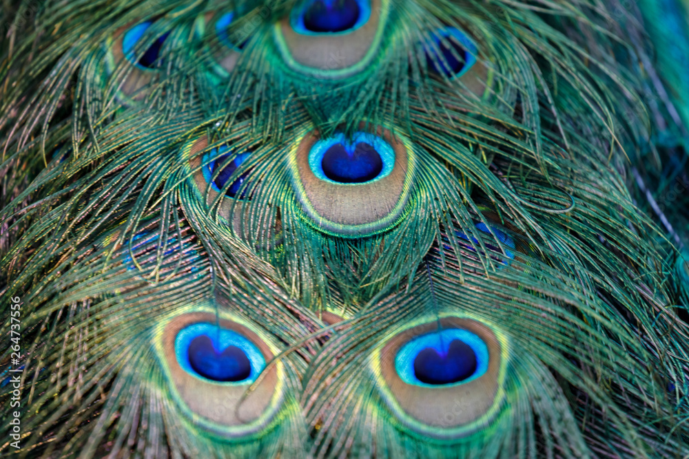 Fototapeta premium Amazing tail of a male peacock