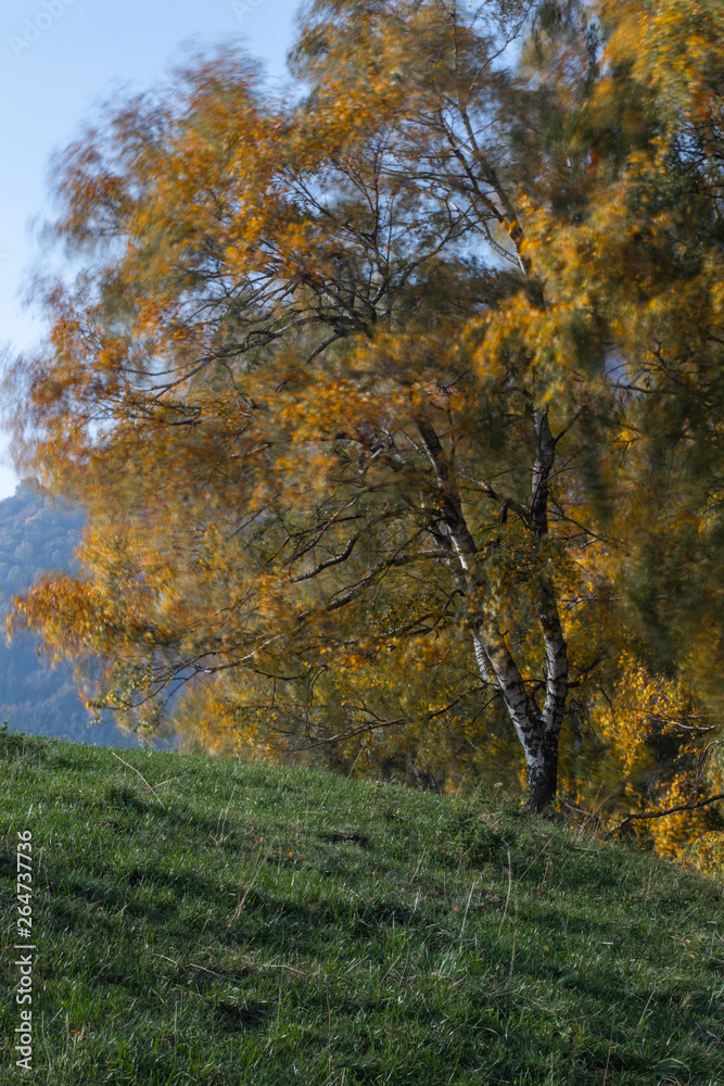 Fototapeta premium windy trees 