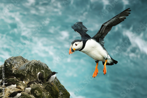 Canvas Print Close up of Atlantic puffin in flight