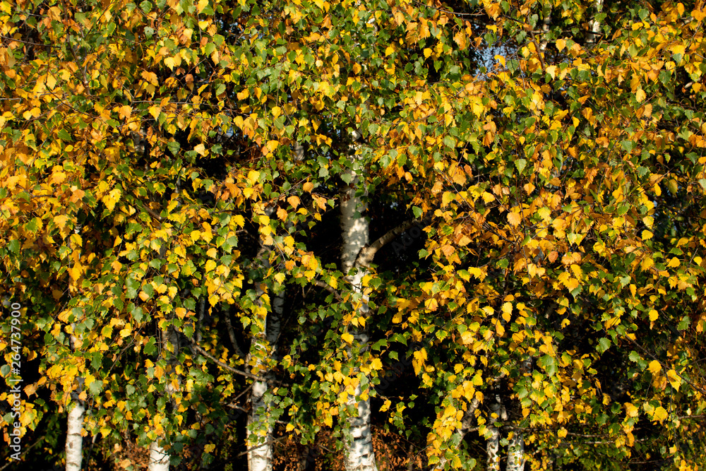 trees trees