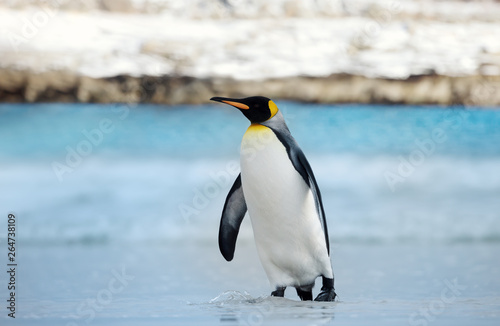 King penguin coming ashore from blue ocean water © giedriius