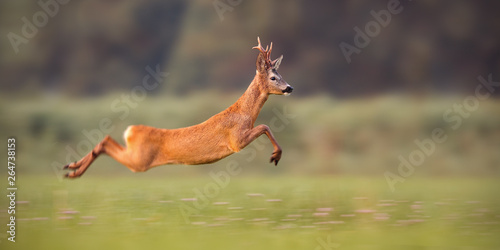 Obraz na płótnie Roe deer buck, capreolus capreolus, sprinting fast in summer. Wild animal running. Energetic movement of deer in wilderness with copy space. w salonie